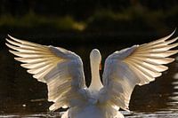 Gans spreidt zijn/haar vleugels in vol tegenlicht