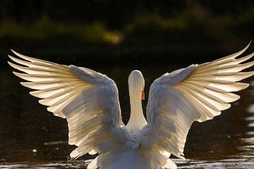 Goose spreads its wings in full backlight