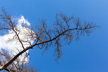 Tree against blue sky