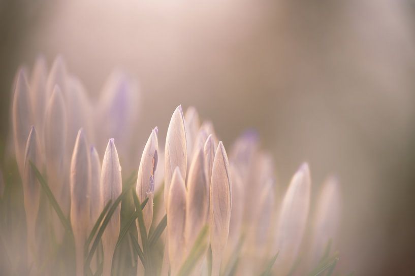 fleurs partie 435 par Tania Perneel