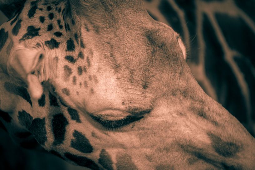 rothschild giraffe by Bart Berendsen