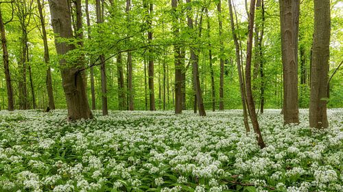 Wilde knoflook seizoen