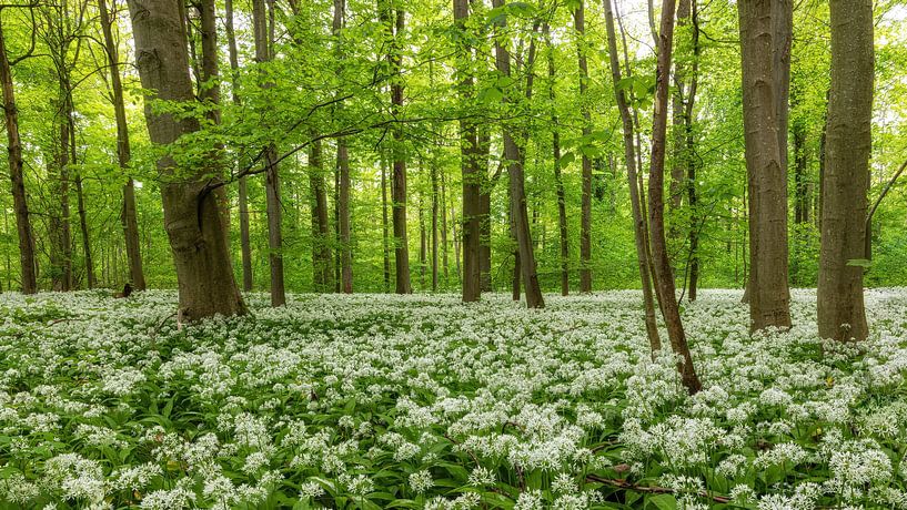 Bärlauchzeit von Thomas Herzog