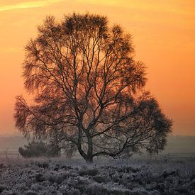 Zonsopkomst van Vladimir Kozich