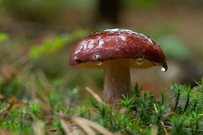 Roussette à pieds rouges par Peter Bartelings