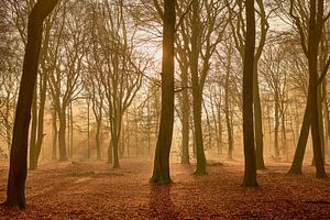 Sonnenschein und Nebel im Elspeterwald