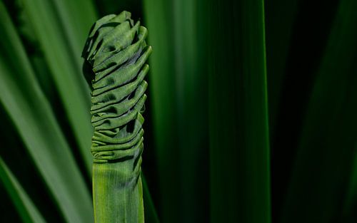 Frisse groene moderne natuur foto van riet in allerlei bochten gewrongen