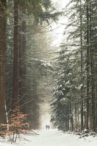 Ochtend wandeling in besneeuwde bos Hilversum