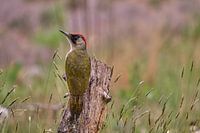 Green woodpecker