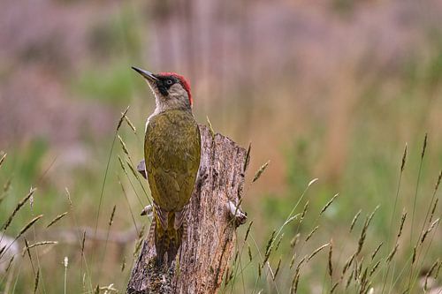 Grünspecht von Helga Masurel