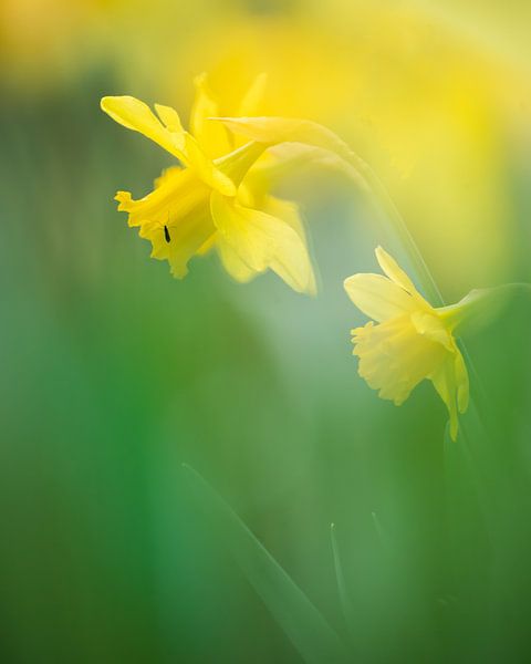 Narcissen in het groen met vlieg van Maneschijn FOTO