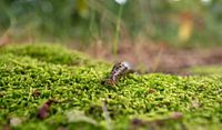 A snail on the road on the moss