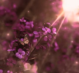 zonnestralen door paarse bloemen