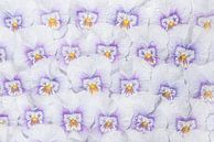 Witte met paarse viooltjes, een hele muur vol bloemen! van Marjolijn van den Berg thumbnail