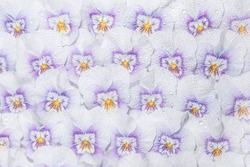 Witte met paarse viooltjes, een hele muur vol bloemen! van Marjolijn van den Berg