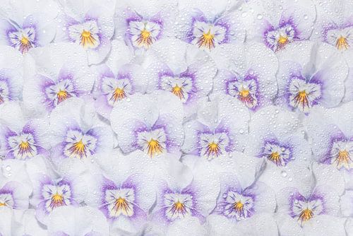 White with purple violets, a whole wall full of flowers! by Marjolijn van den Berg