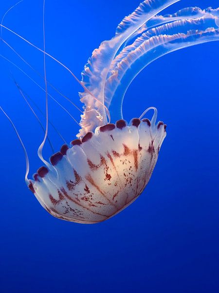 Sous la mer par Hello Pompoyo
