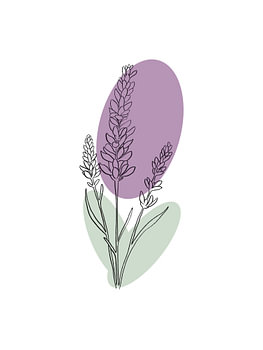 Lavender – Line art – Floral illustration