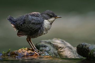 Waterspreeuw ( Cinclus cinclus ), pas uitgevlogen jonge vogel, wilde dieren, Europa.