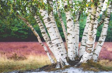 Open landscape with birch tree trunks near flowering purple heather by Fotografiecor .nl