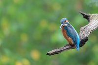 Kingfisher