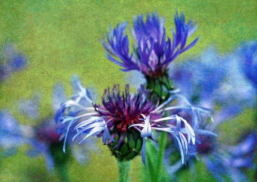 Kornblume blau von Roswitha Lorz