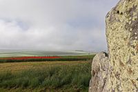 Avebury Mohn Feld