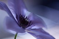 fleur abstraite en violet