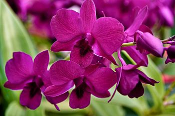 Tropische Pracht: Die Orchidee in ihrer ganzen Anmut
