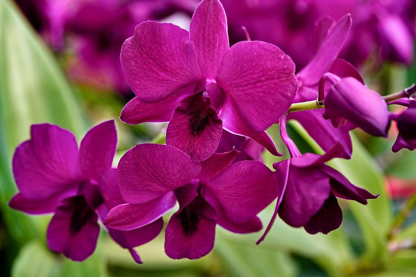 Splendeur tropicale : l’orchidée dans toute sa grâce par Frank Photos