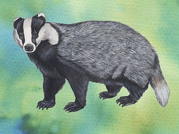 Badger (mammal) by Jasper de Ruiter
