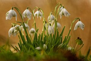 Perce-neige en fleur sur KCleBlanc Photography