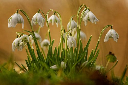 Bloeiende sneeuwklokjes