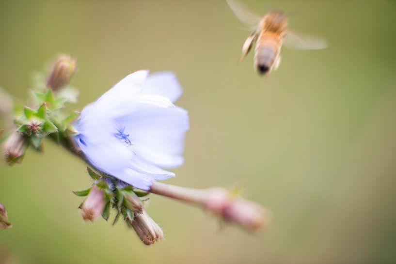 The world at hand by Roland de Zeeuw fotografie