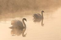 2 Schwäne am Morgen im Nebel