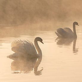 2 zwanen in ochtend in de mist van Patricia Mallens