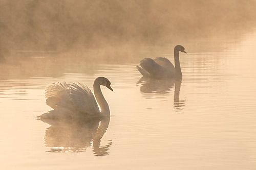 2 swans in the morning in the fog