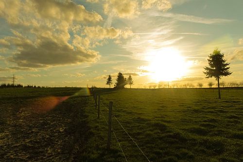 zonnetje in het veld