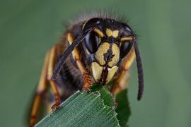 De koningin van de saksische wesp  (Dolichovespula saxonica) van Jeroen  Ruël