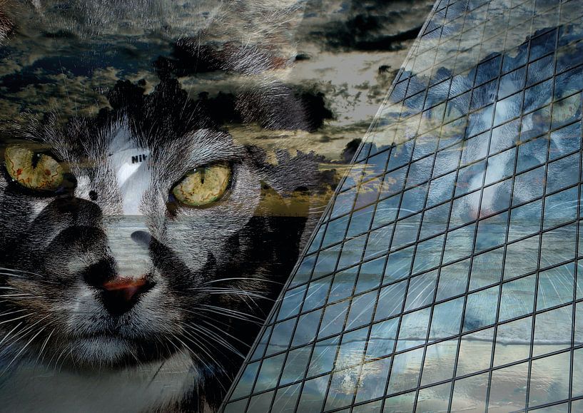 A travers l'œil d'un chat par Andreas Schulte