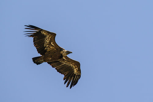Eurasian griffon vulture in the Gorges du Verdon in the Provence by Sjoerd van der Wal Photography