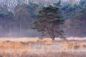 brume sur les landes sur Tania Perneel