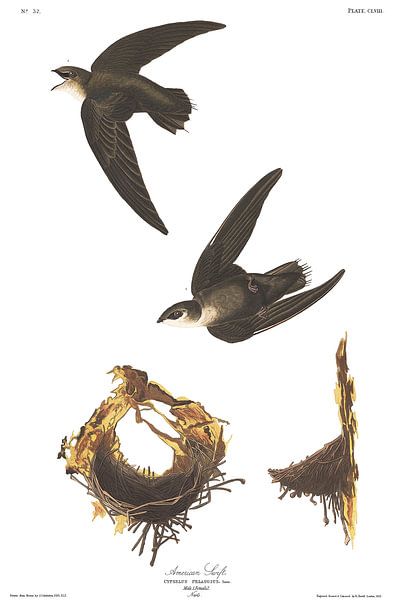 Gierzwaluw van Birds of America