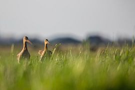 Parende Grutto's in de Alblasserwaard in het laatste avondzonnetje van de dag. In de Donkse Laagten