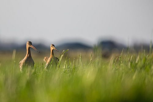 Parende Grutto's in de Alblasserwaard in het laatste avondzonnetje van de dag. In de Donkse Laagten
