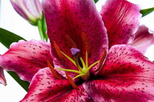 Oriental lily