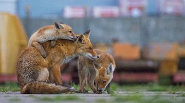 Mama is de beste van Jan-Willem Mantel