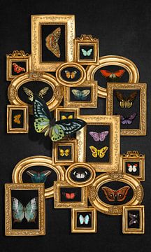 a Collection of Butterflies