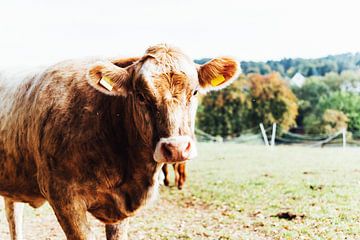 Vache dans la prairie sur Walljar