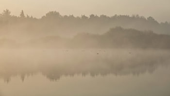 Ven in the fog.